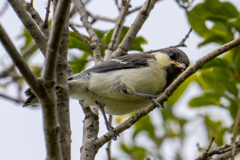 鳥撮りは当分このセットで行きます。