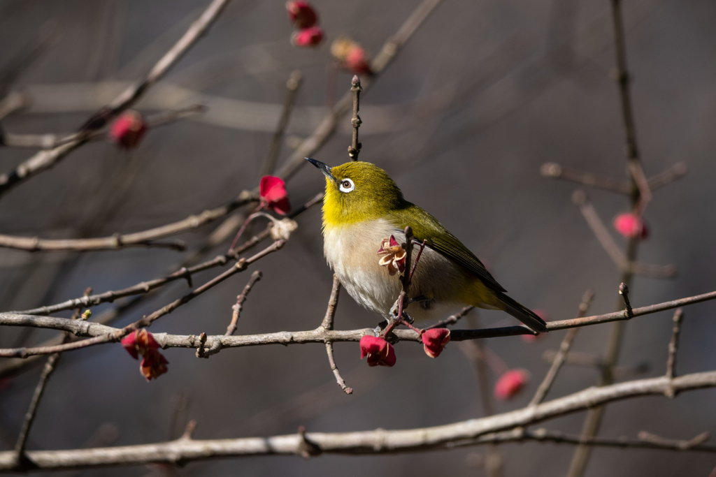 マユミもあと少し