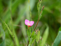 試し撮り（レンズ）