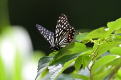 アカボシゴマダラ