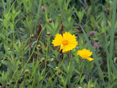 大金鶏菊だそうです。