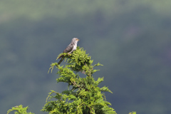 鳴かぬなら…