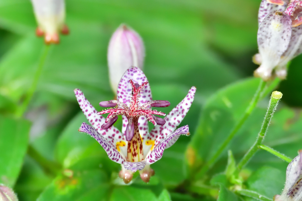 なぜにホトトギス