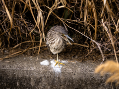 語り部（かたりべ）