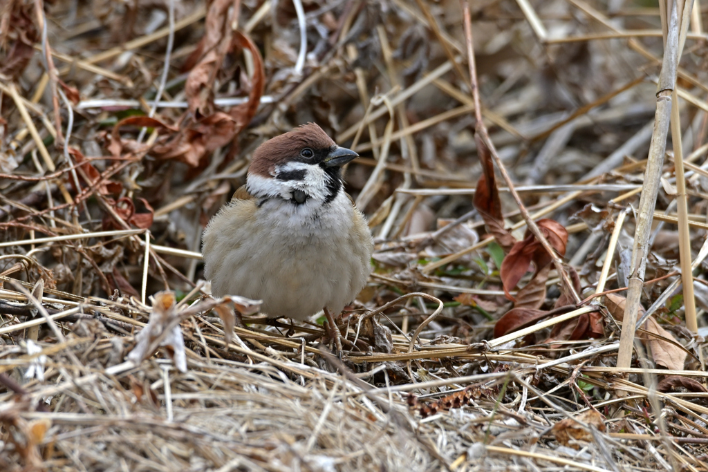 スズメだって野鳥です。
