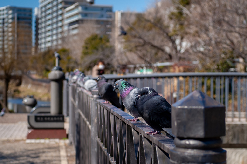 鳩ばっかり