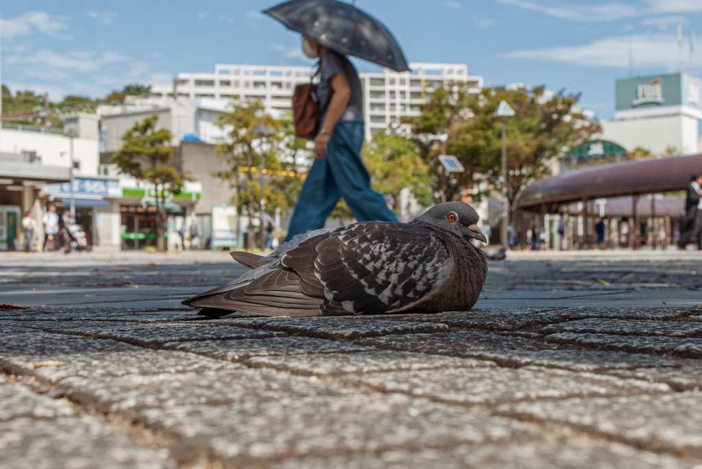 鳩に聞いてもらってもいいですか？