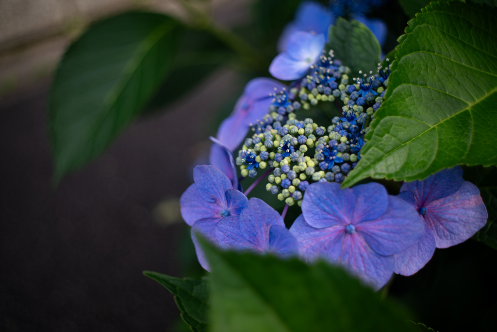 小さき真の花