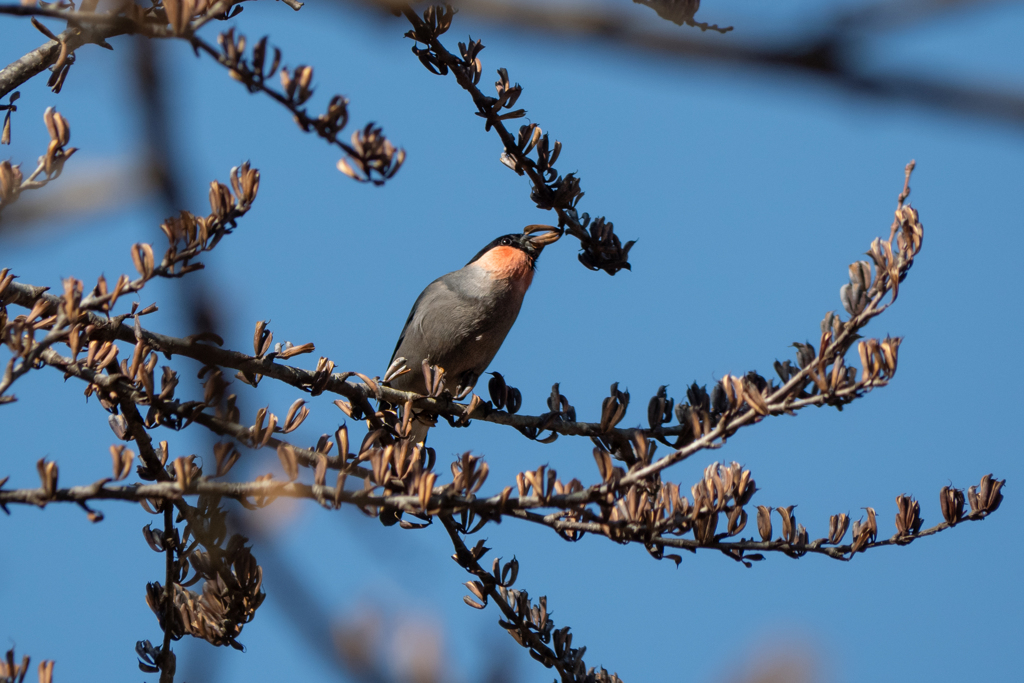 カツラの実が美味しいらしい