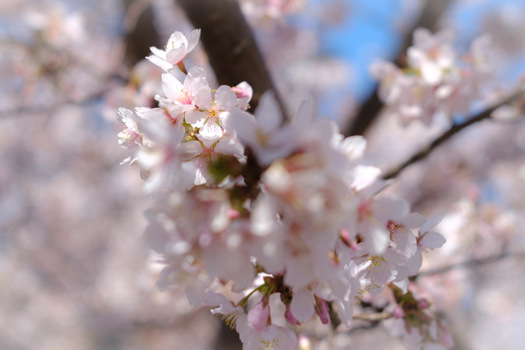 玉縄桜２