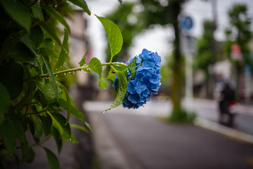Here's That Rainy Day