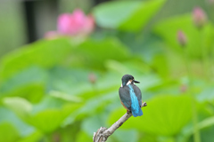 花の上では無いけれど