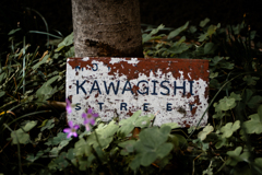 河岸通り