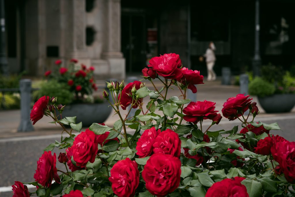 Morning Roses ６