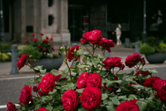 Morning Roses ６