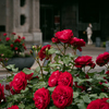 Morning Roses ６