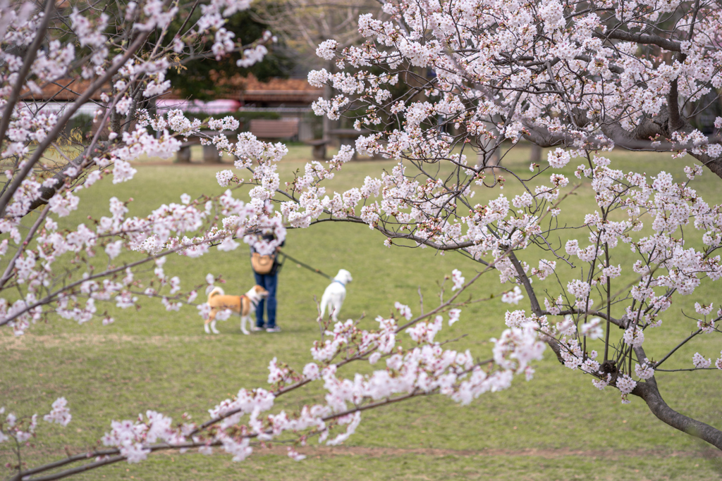 近所の桜は８分咲き