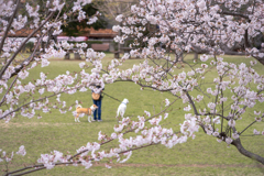 近所の桜は８分咲き