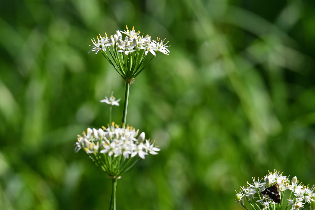 鳥撮り公園に沢山咲いてます。