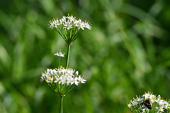 鳥撮り公園に沢山咲いてます。