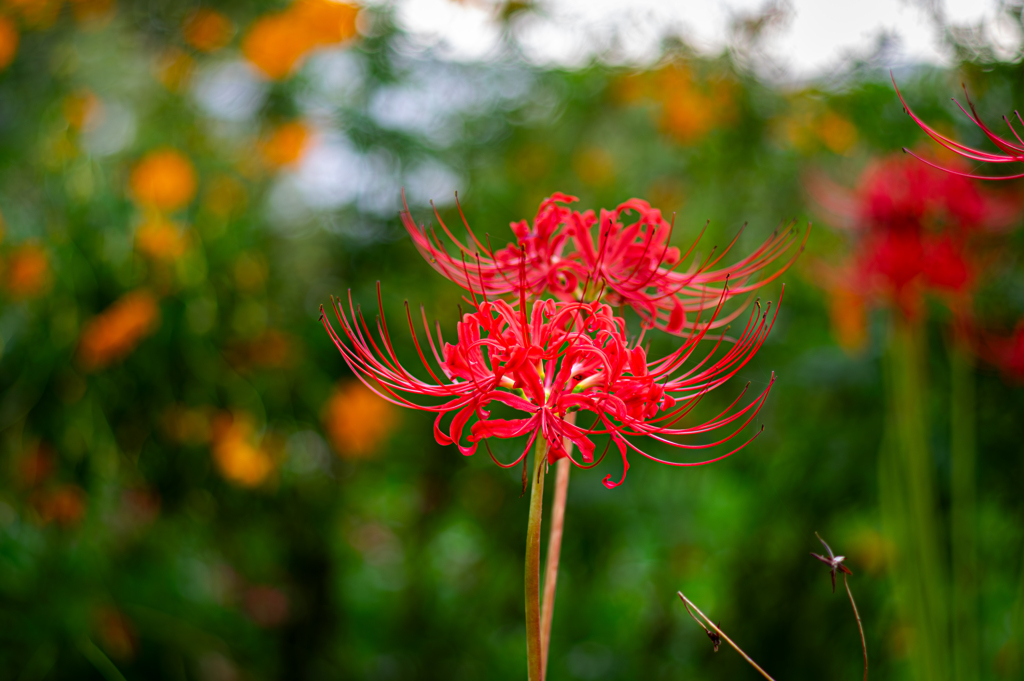 野には咏へり曼珠沙華