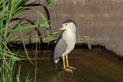 近所の公園にゴイサギが来てました。