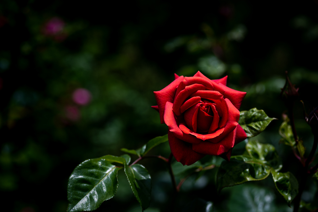 The Rose Garden