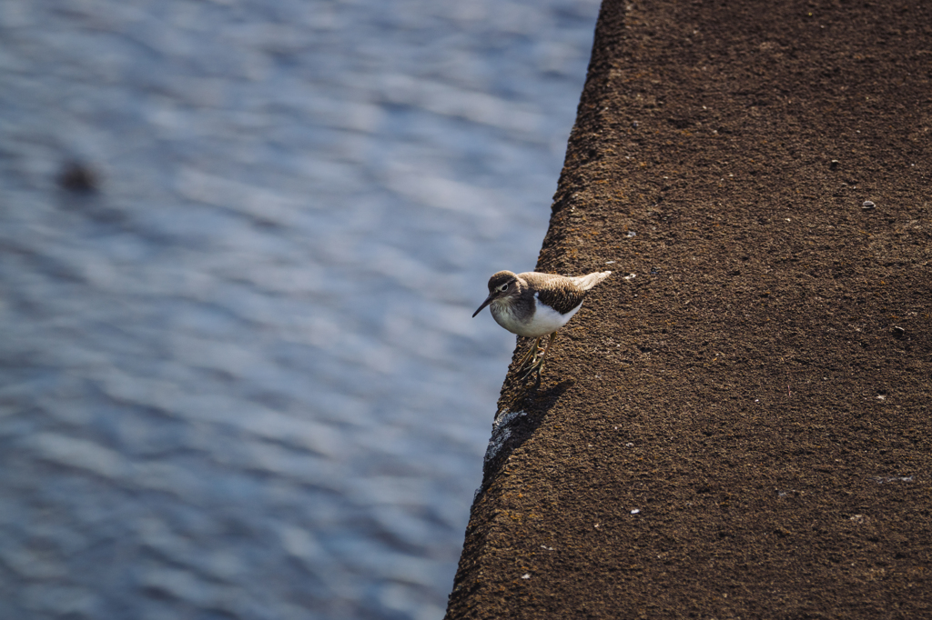ステップ踏んで