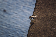 ステップ踏んで