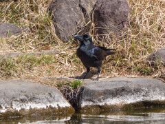真っ黒じゃなかったら…