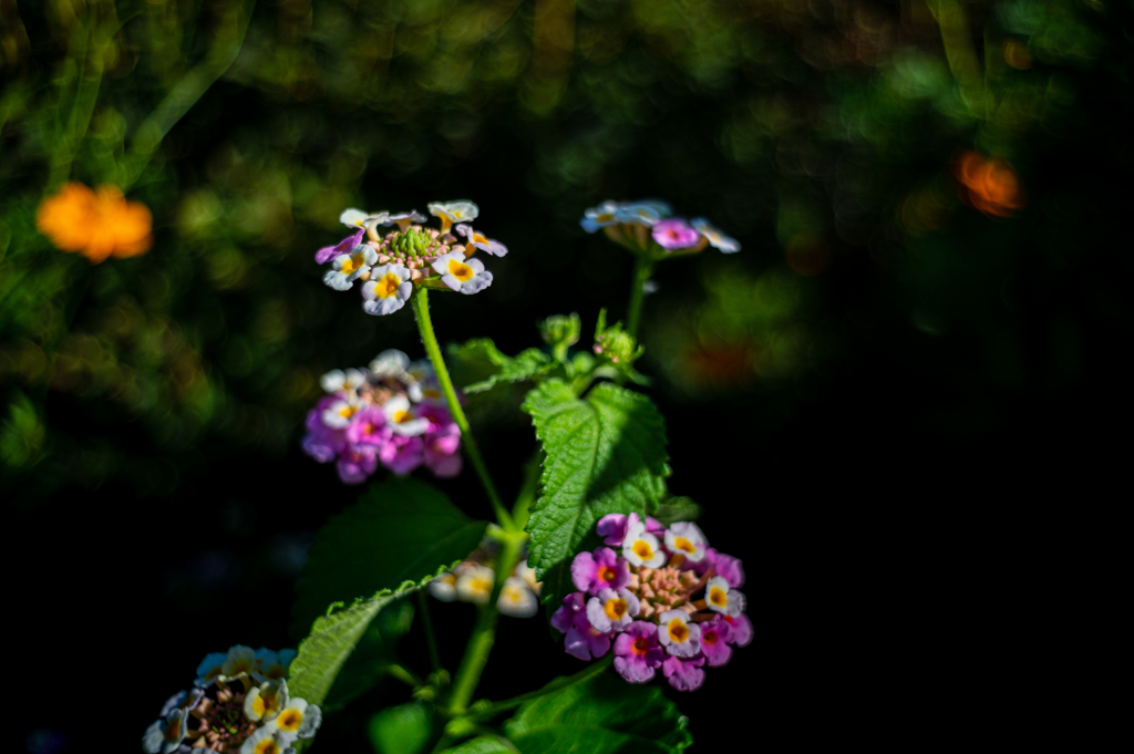 花神の茶目っ気