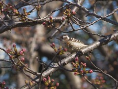 桜の蕾と