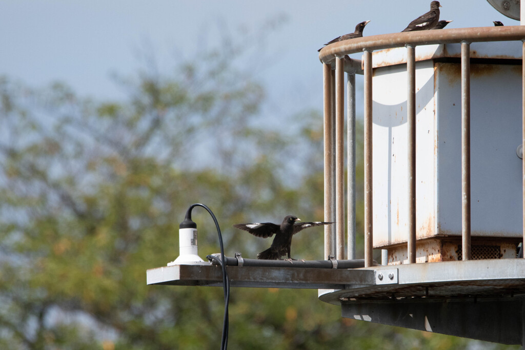 着地決まった！！…あれ？…誰も見てくれない…　(´；ω；`)