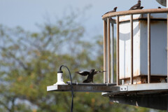 着地決まった！！…あれ？…誰も見てくれない…　(´；ω；`)