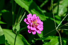 夏っぽい花 夏っぽい花