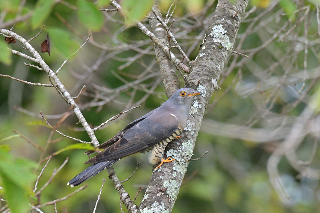 久しぶりの鳥撮り