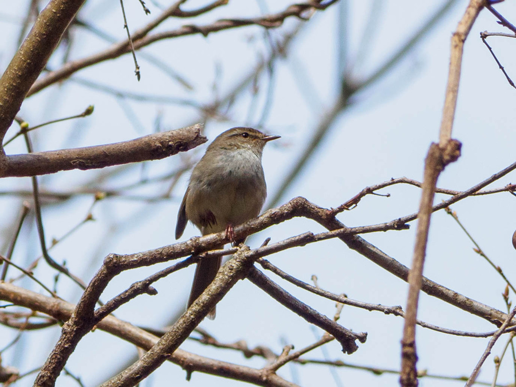 ウグイス鳴きまくってます。