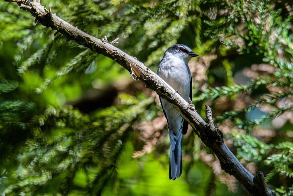 リュウキュウサンショウクイ