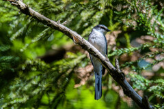 リュウキュウサンショウクイ