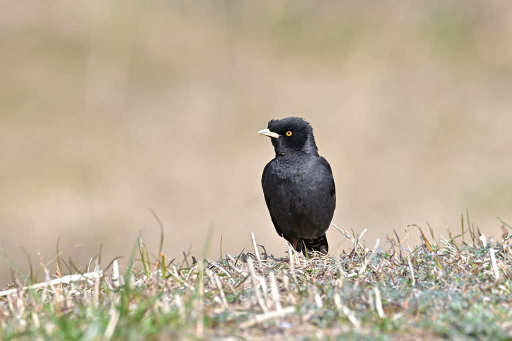 荒野（？）のハッカチョウ