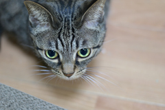 撮り比べ① CCDセンサー