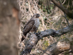 暖か過ぎた昼下がり