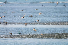 シギチたちのサービスエリア