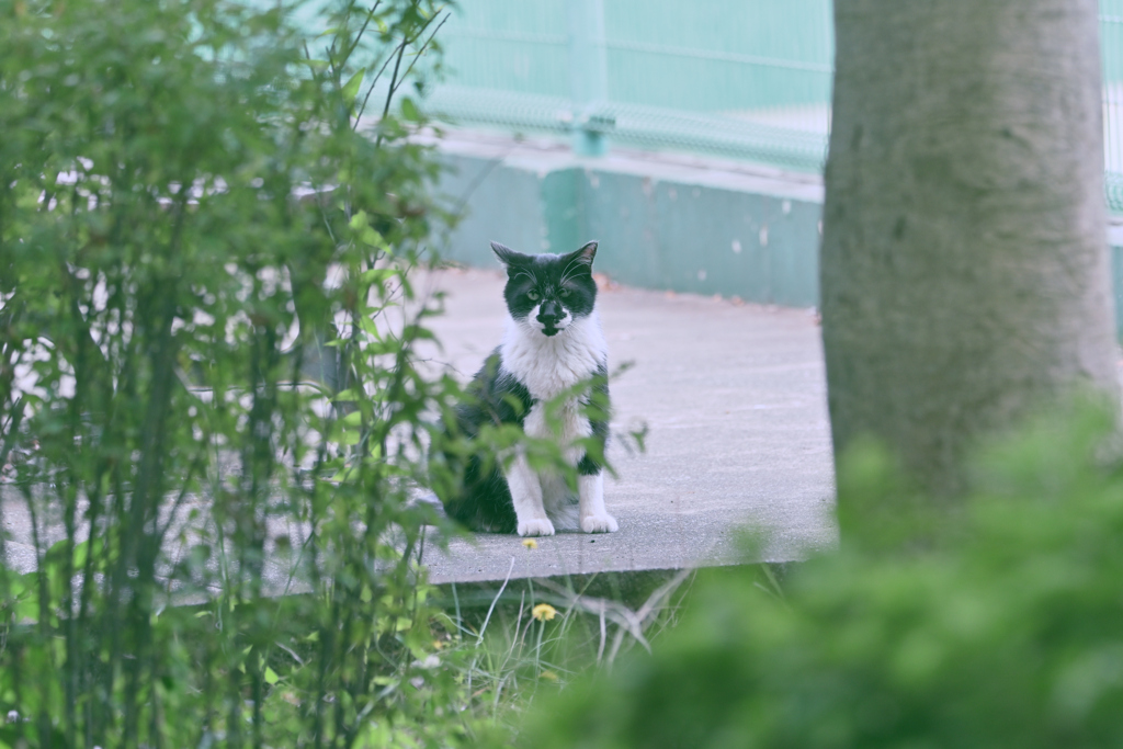 公園ねこ