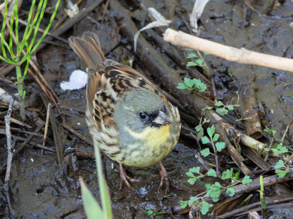 アオジには好かれてるみたい②