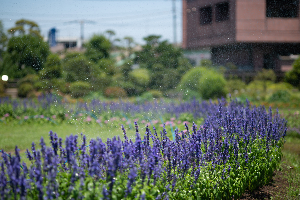 スプラッシュ