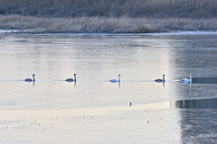 白鳥の湖