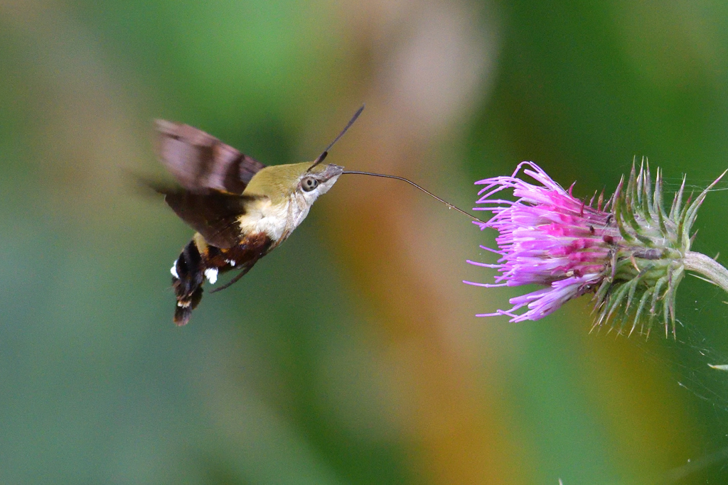 ヒメクロホウジャクですか？