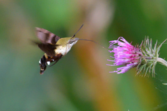 ヒメクロホウジャクですか？