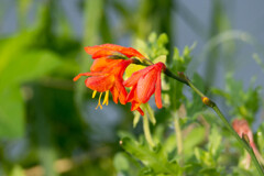 このまま梅雨明けたらいいのに